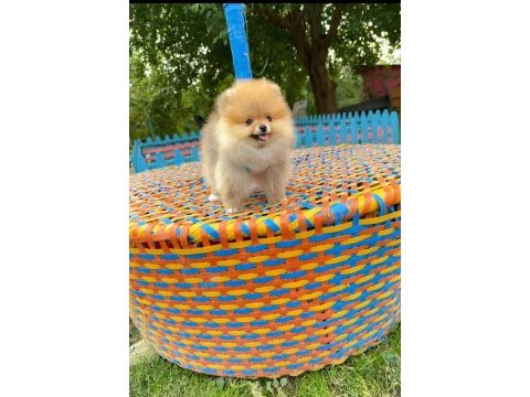 Pomeranian fox teddy bear gülen surat