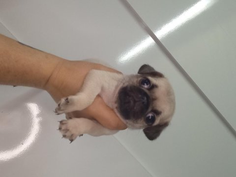 Dişi erkek pug bebekler