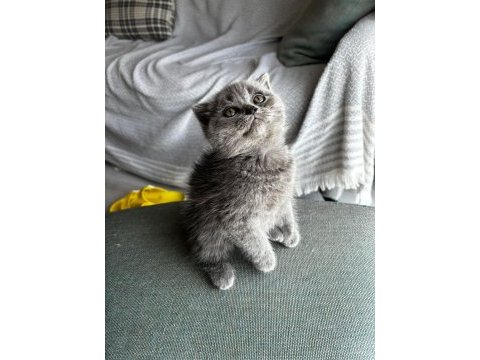 Sağlıklı şeker gibi scottish fold kardeşler