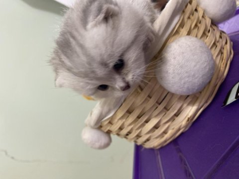 A kalitede scottish fold yavrular