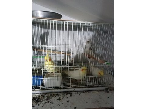 Kuşlar genç ve daha önce yavru alınmıştır