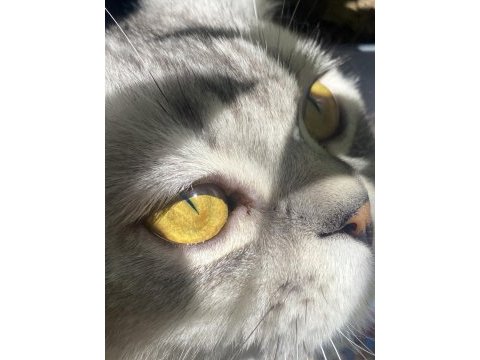 Scottish fold (erkek) – yeni yuvasını arıyor