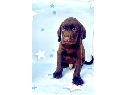 En güzel labrador bebekler