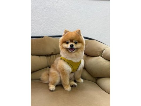 Pomeranian boo ayı surat a kalite