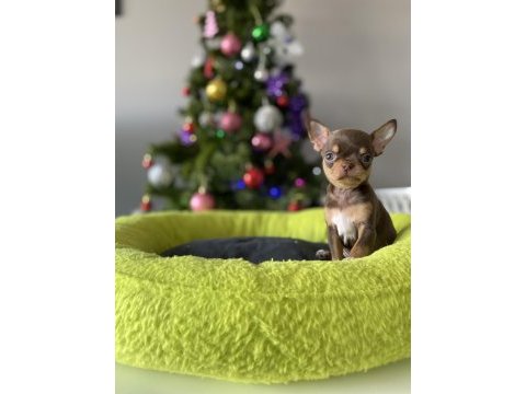 Xs dişi erkek safkan chihuahua yavrularımız