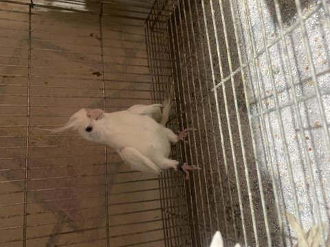 Albino mutasyonu sultan papağanı
