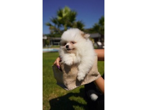 Tea cup orjinal toy poodle yavrularımız