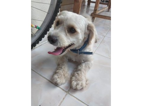 Cins köpek