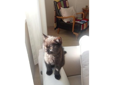 British shorthair kahverengi kedimiz