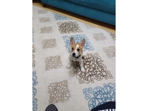 6 aylık terrier yavrumuz