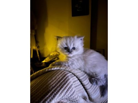 Anne altından 2 aylık chinchilla yavrular
