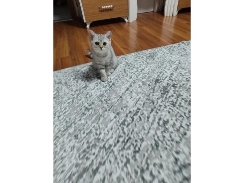 British shorthair yavru