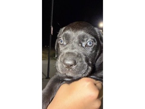55 günlük çipli kimlikli erkek cane corso yavru