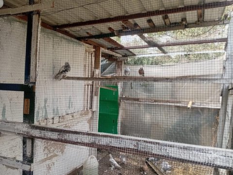 Tepeli paçalı miro güvercinler kalite