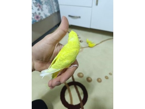 Yetişkin ve yavru eğitime açık muhabbet kuşları
