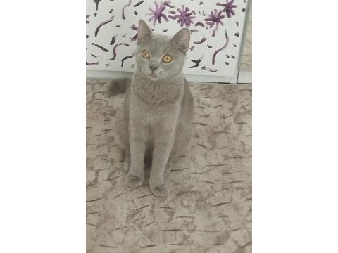 Yavru scottish fold kediler
