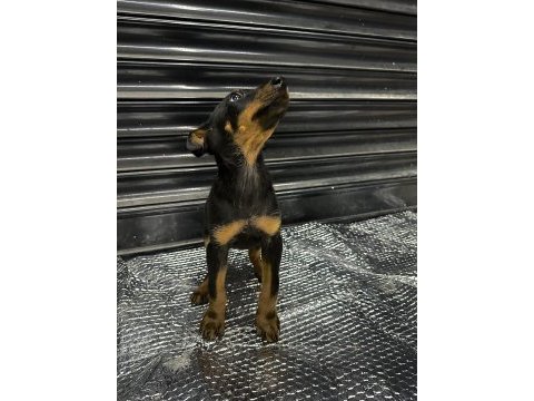 Doberman yavrularım erkek ve dişi