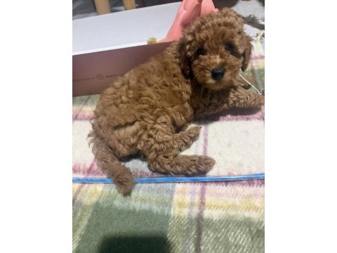 Güzeler güzeli kilo garantili poodle bebekler