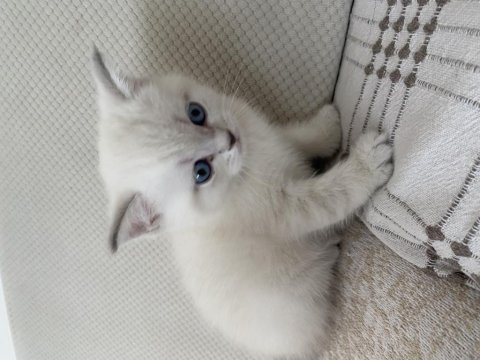 British shorthair annemizin ilk yavruları