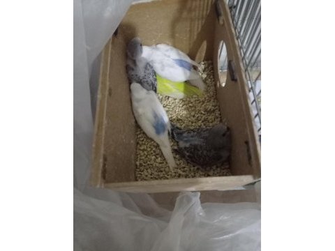 Yeni yem yemeye başlayacak muhabbet kuşlar