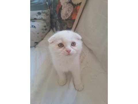 Yavru scottish fold