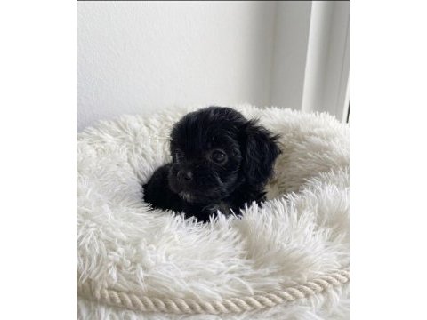 Teacup black poodle