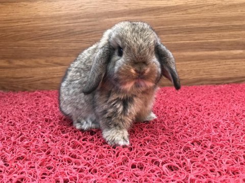 Orjinal safkan mini lop tavşanı bebeklerimiz