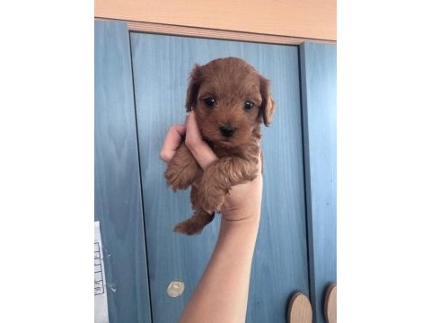 F1 maltipoo yavrularım yeni evini bekliyor