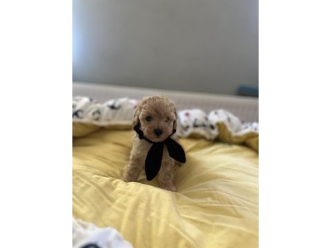 Yakışıklı oğlumuz maltipoo