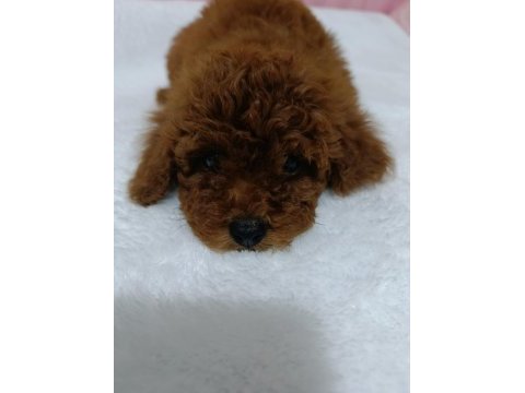 Kore kan poodle bebekler