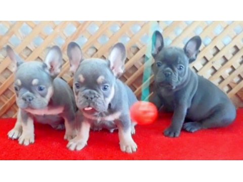 Lilac tan quad ve blue quad üst seviye french bulldog