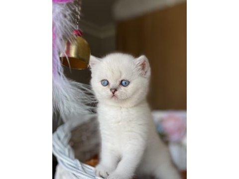 A+ show kalite british shorthair ns11 yavrumuz