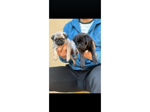 Pug mops yavruları ankara