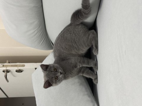 Yeni yuvasını arıyor british shorthair
