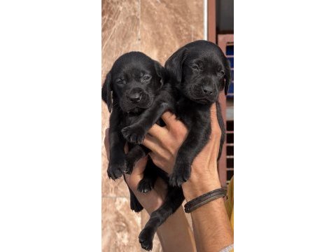 Labrador bebeklerimiz