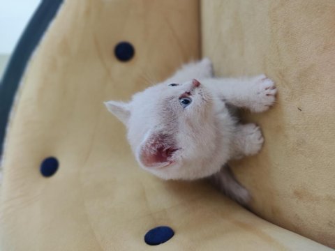 British shorthair tuvalet eğitimli