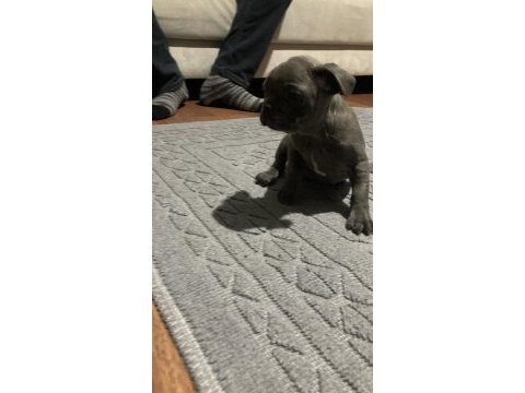 50 günlük french bulldog yavrular