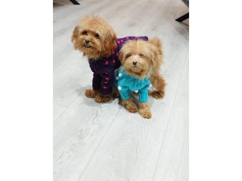 Tüy dökmeyen maltipoo yavru
