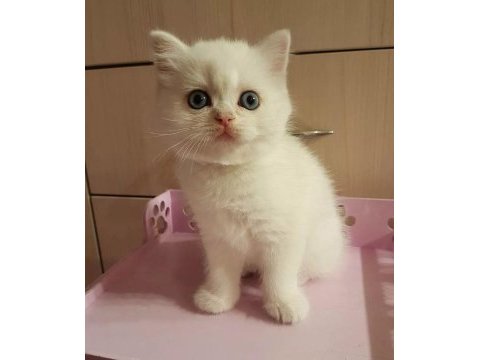 British shorthair yavruları