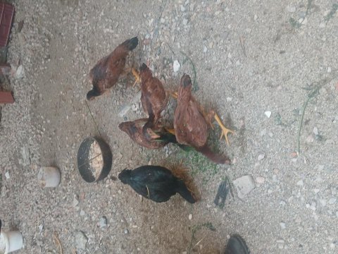 5 adet 4 aylık 4 ferik 1 horoz