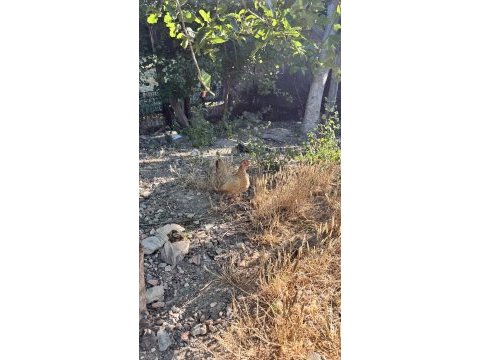 1 adet ispenç 1 adet cüce tavuk