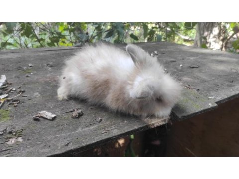 Çok tatlı yavru hollanda lop tavşanı