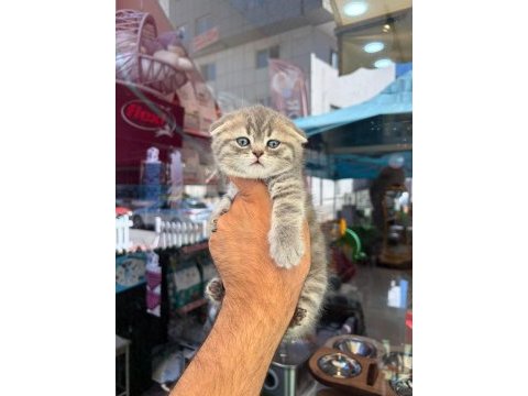 Irk ve sağlık garantili scottish fold yavrularımız