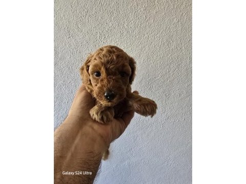 Yavru top poodle sağlık ve ırk garantilidir
