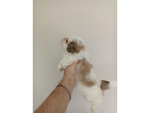 Shih-tzu yavrular