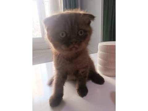 Scottish fold yavrumuz yeni sahibini bekliyor.