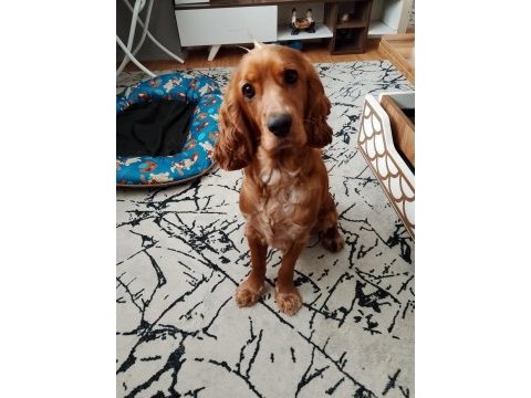 45 günlük cocker 1 yaşında
