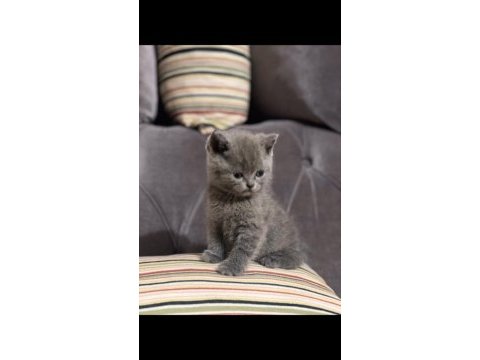 British shorthair