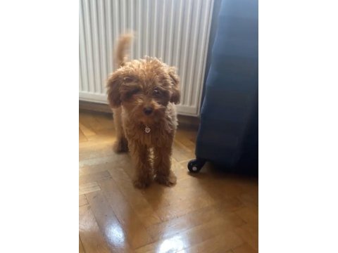 Aşılı çipli karneli toy poodle 5 aylık