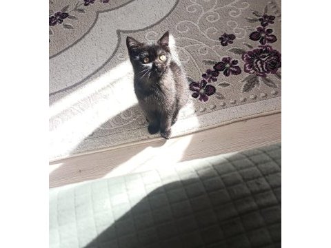 Mama karşılığı verilecek kedimiz